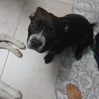 Cucciola di american bully