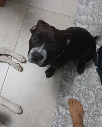 Cucciola di american bully