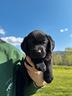 cucciolo-maschio-di-labrador-retriever