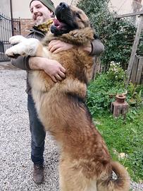 PASTORE CAUCASO CUCCIOLi