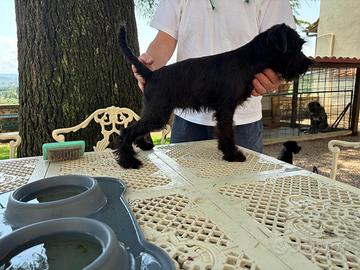 Cucciola Zwergschnauzer alta gealogia nera