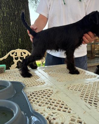 Cucciola Zwergschnauzer alta gealogia nera