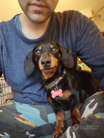 Bassotto per accoppiamento