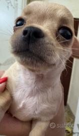Chihuahua toy