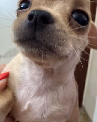 Chihuahua toy