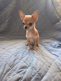 Chihuahua femmina con pedigree