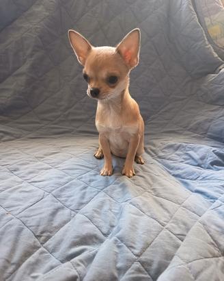 Chihuahua femmina con pedigree