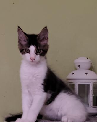 Main coon gattino