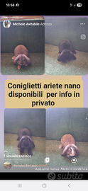 Coniglietti ariete nani