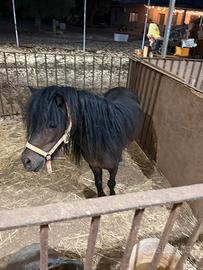 Pony
