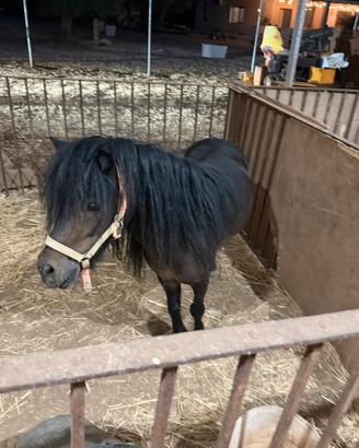 Pony