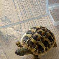 Testudo Hermanni in dotazione CON DOCUMENTO CITES