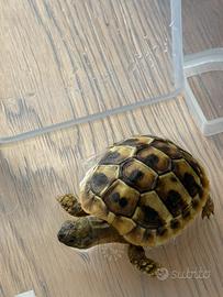Testudo Hermanni in dotazione CON DOCUMENTO CITES