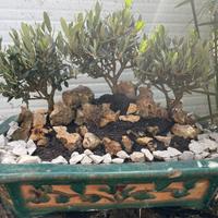 Bonsai Ulivo