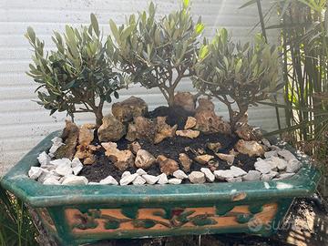 Bonsai Ulivo