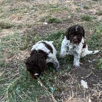 Lagotto romagnolo