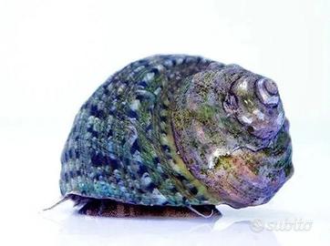 Lumache acquario Marino - Turbo - Euplica