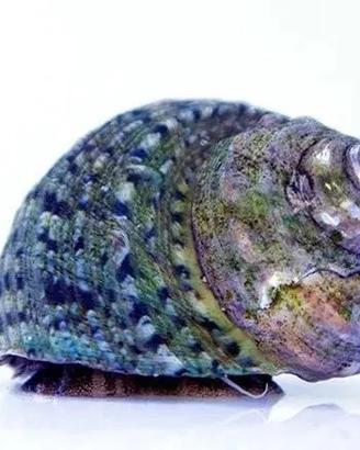 Lumache acquario Marino - Turbo - Euplica