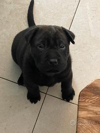 Shar pei
