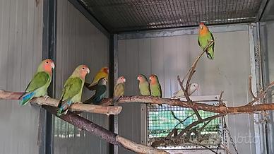 Inseparabili