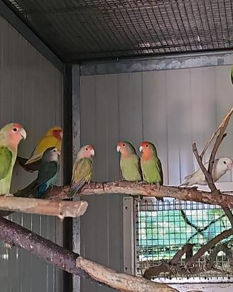 Inseparabili