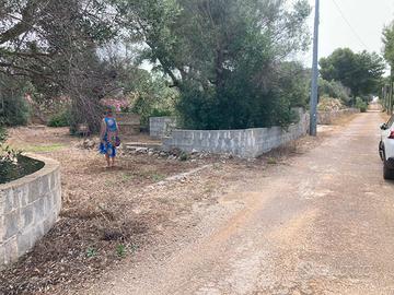 Terreno agricolo uliveto 6.000 metri quadri