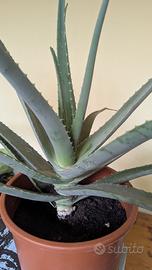Grande aloe vera con vaso