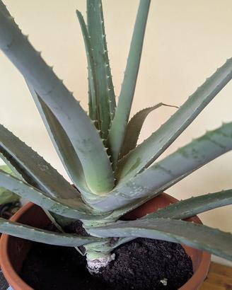 Grande aloe vera con vaso