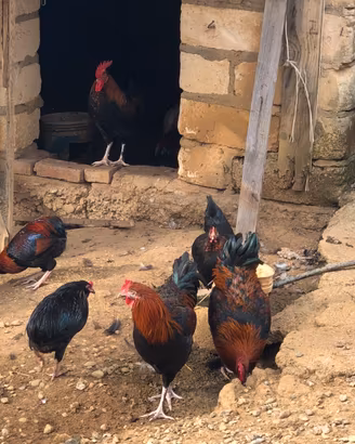 Galline marans