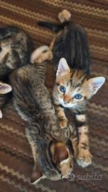 Gattini di mamma Yumi