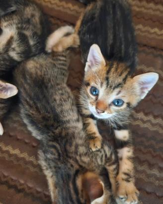 Gattini di mamma Yumi