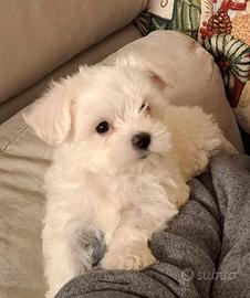 Maltese toy