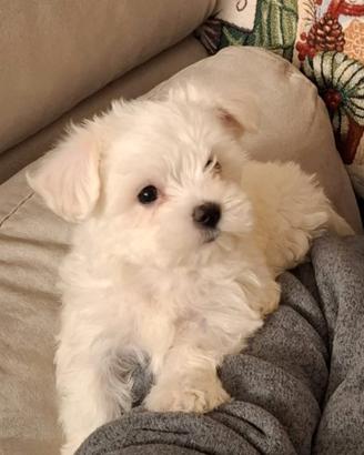 Maltese toy