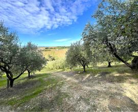 TERRENO AGRICOLO con ULIVETO PRODUTTIVO