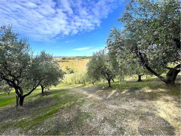 TERRENO AGRICOLO con ULIVETO PRODUTTIVO