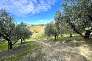 TERRENO AGRICOLO con ULIVETO PRODUTTIVO