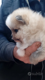 Volpini di pomerania toy