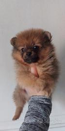 Cucciolo spitz pomerania + spitz kleinspitz