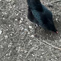 Galline australorp