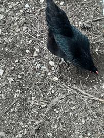 Galline australorp