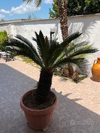 Piante