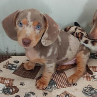 Bassotto arlecchino isabella