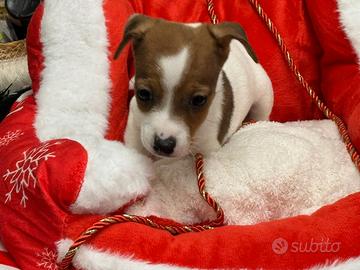Jack Russell