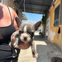 Bulldog francese