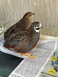 Coppie quaglie cinesi