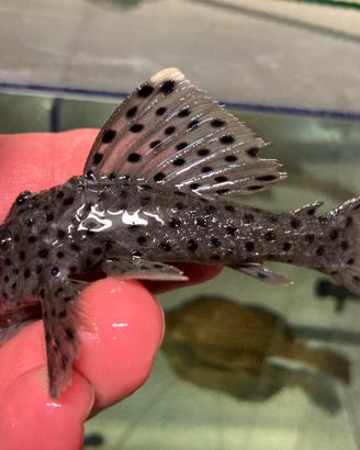 Leporacanthicus L264