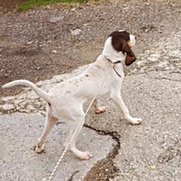 Cane da caccia francese ariégiois