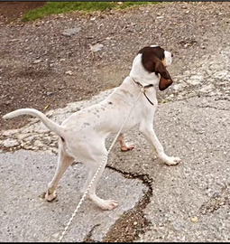 Cane da caccia francese ariégiois