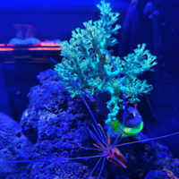 Corallo mille capnella green fluo