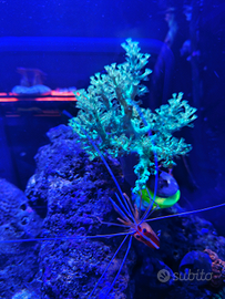 Corallo mille capnella green fluo